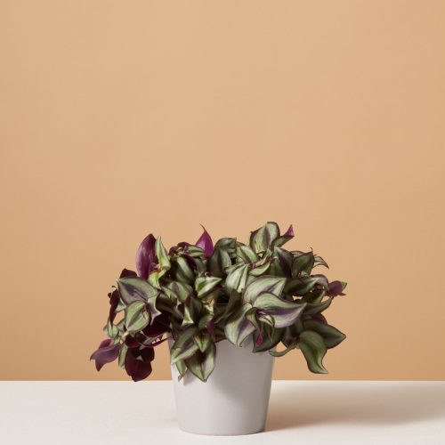 the sill variant grey gloss tradescantia zebrina