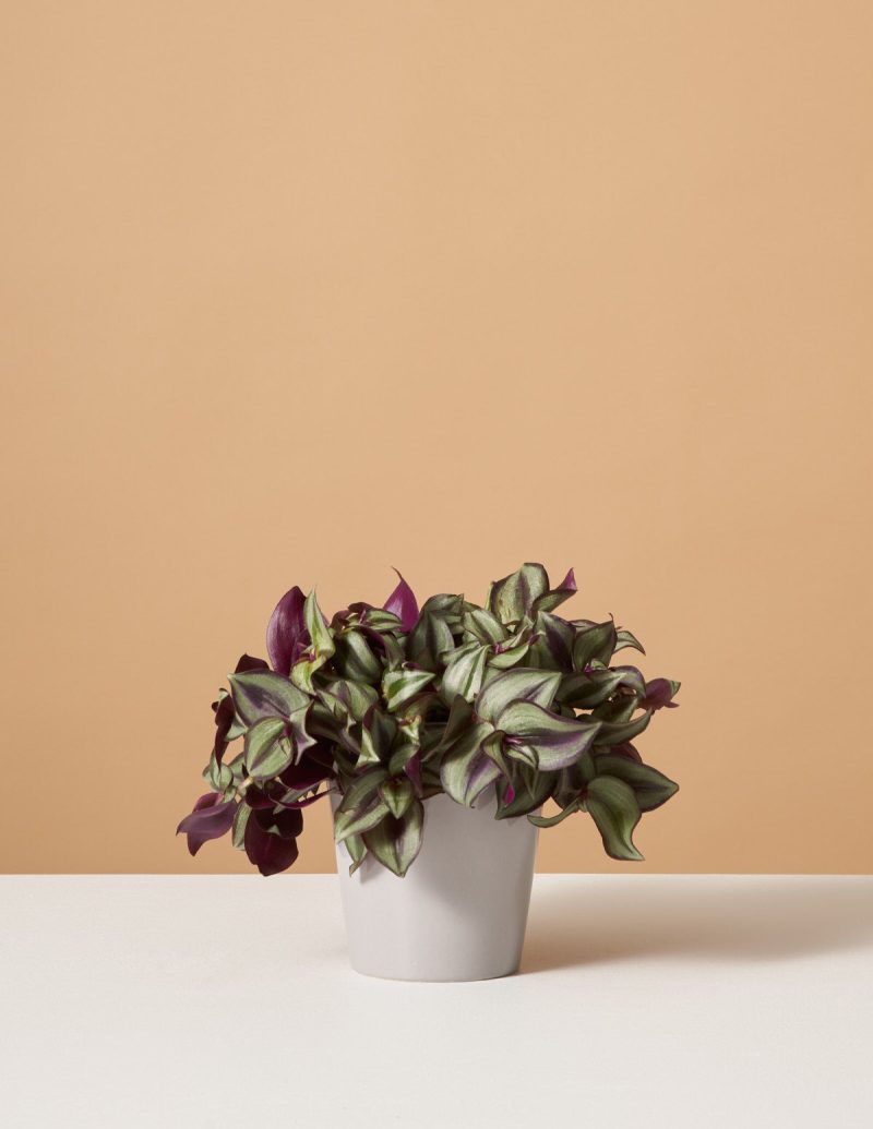 the sill variant grey gloss tradescantia zebrina