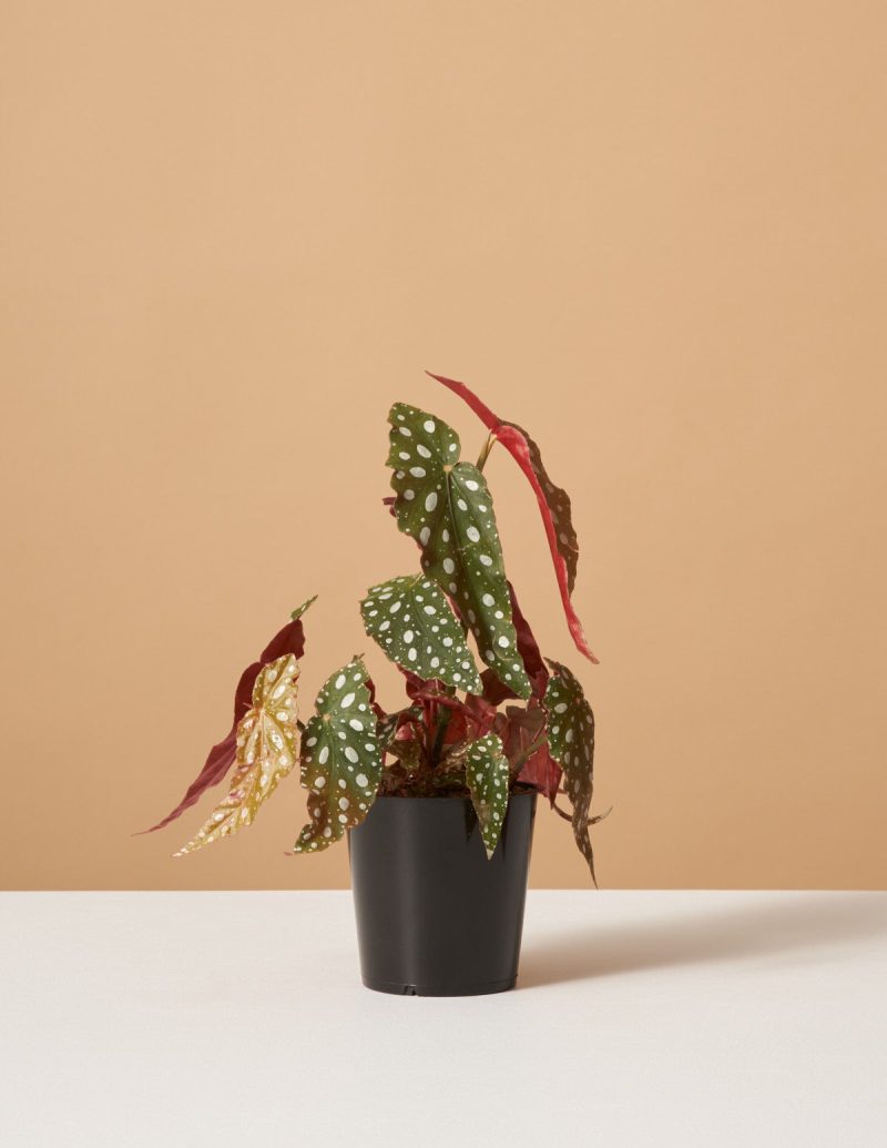 the sill variant grow pot begonia