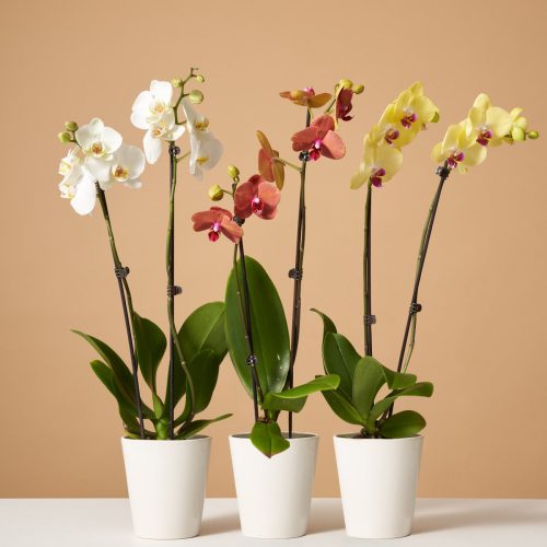 the sill variant orchid subscription 4dfa7486 9f83 4815 8708 92d6f8231ec1