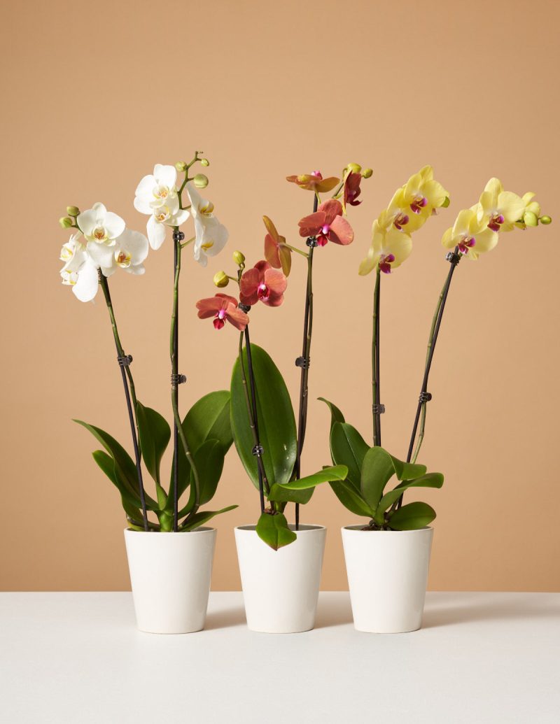 the sill variant orchid subscription 4dfa7486 9f83 4815 8708 92d6f8231ec1