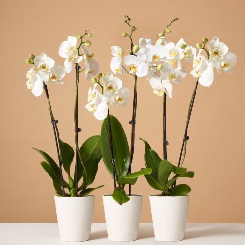 the sill variant orchid subscription white 9cf76d73 3618 4197 affd d9f8b102ed59