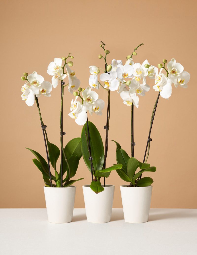 the sill variant orchid subscription white 9cf76d73 3618 4197 affd d9f8b102ed59