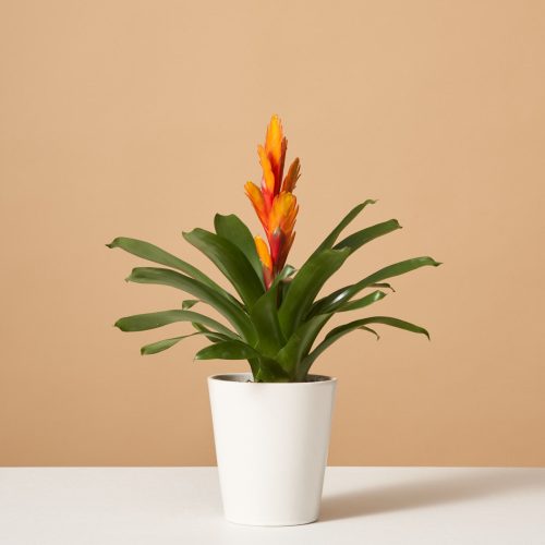 the sill variant white gloss bromeliad orange