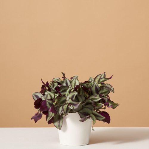 the sill variant white gloss tradescantia zebrina