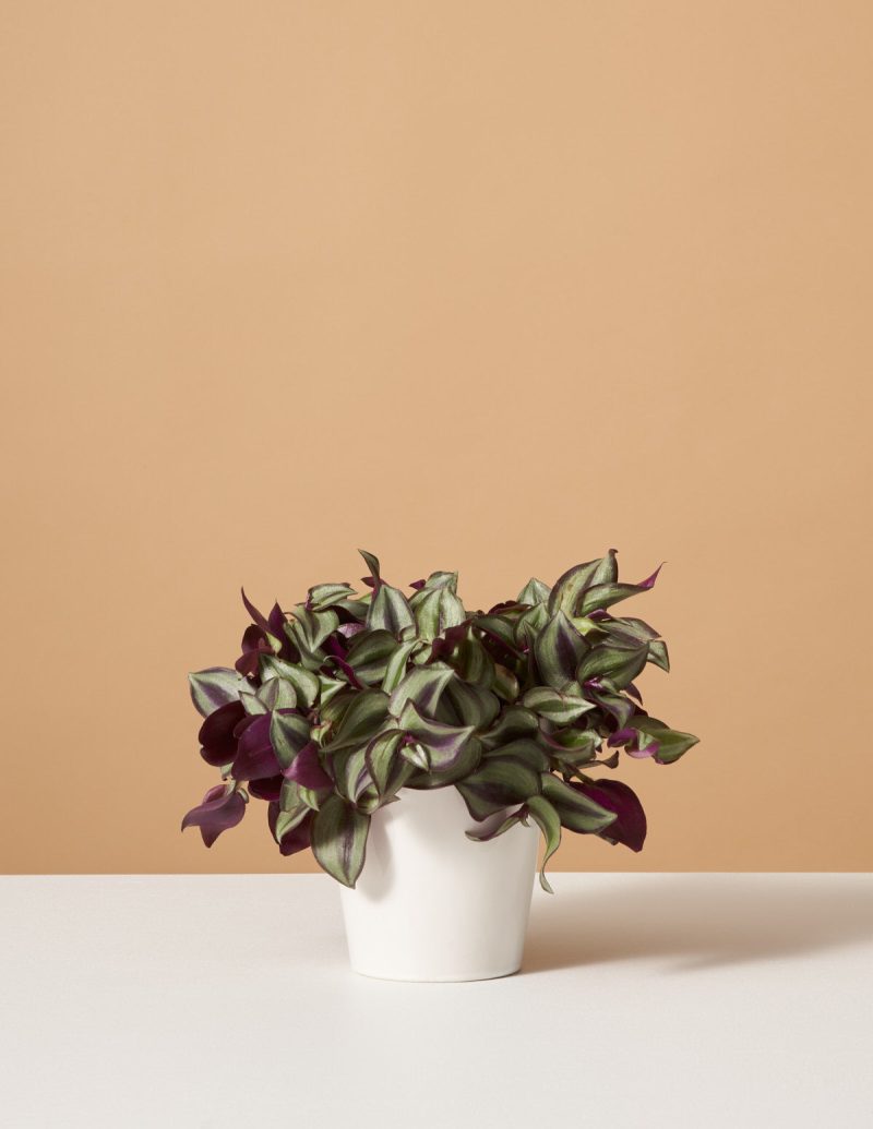 the sill variant white gloss tradescantia zebrina