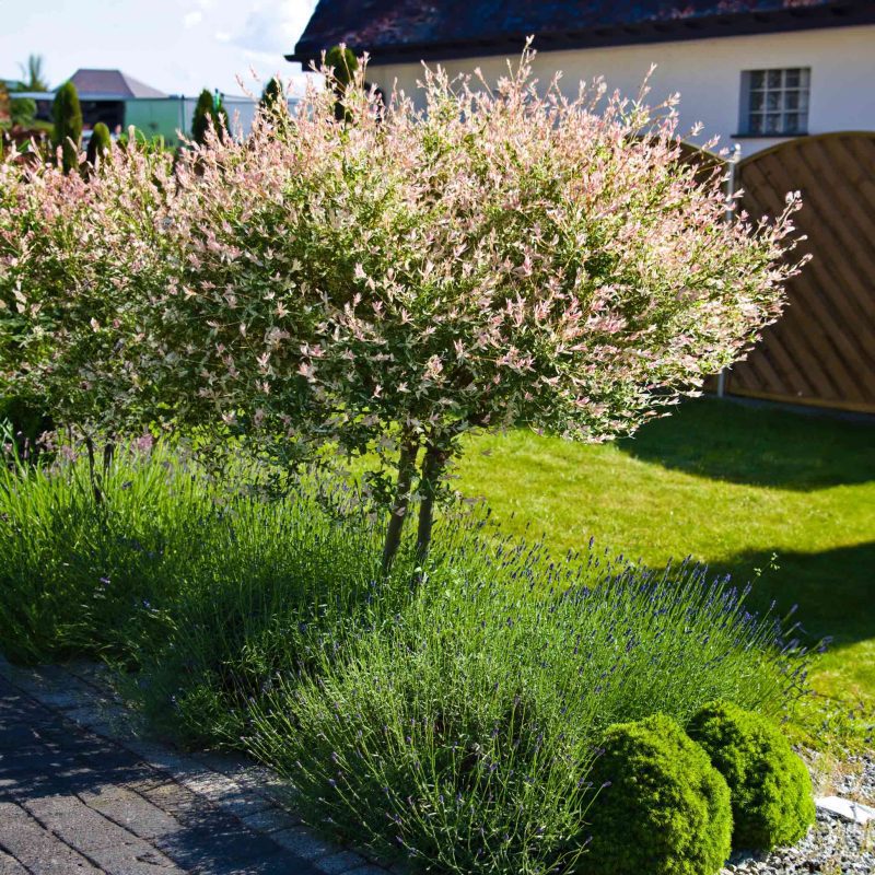 tri color dappled willow tree 1