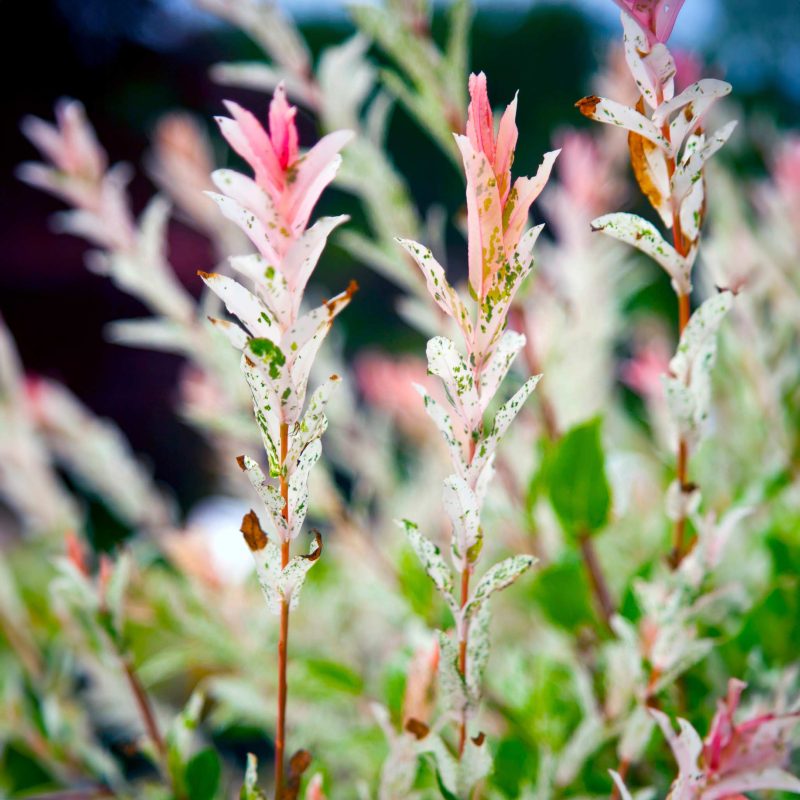 tri color dappled willow tree 2